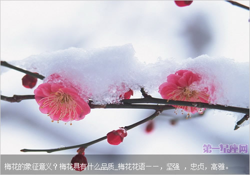 梅花的象征意义？梅花具有什么品质