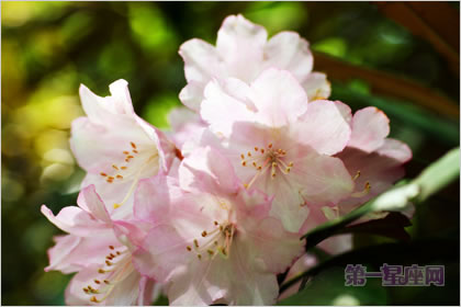 石楠花花语：孤独，勇敢的象征