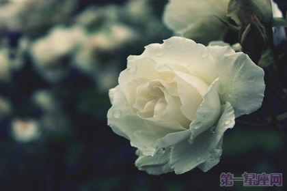白玫瑰花语：5朵白玫瑰代表什么意思？