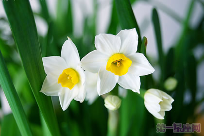 水仙花花语：孤独的守望者