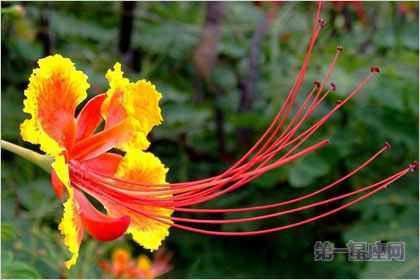 5月7日花语：亚洲金凤花，生日花语慈善