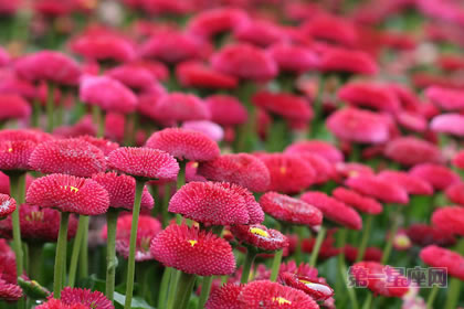 1月28生日花：雏菊，生日花语纯情