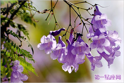 花语大全：蓝花楹的花语