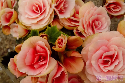 丽格海棠的花语及象征意义