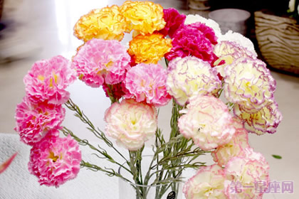 19朵康乃馨代表什么含义