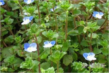 2月18日生日花语：直立婆婆纳，生日花语健全