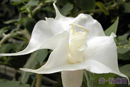 推荐几种代表高贵的花？