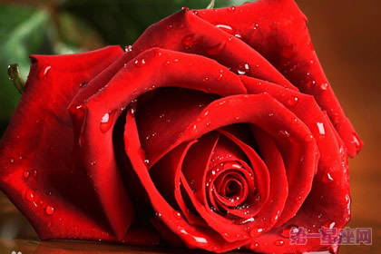 推荐几种代表高贵的花？