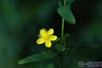 6月27日花语：小连翘，生日花语魔法