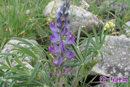 7月24日花语：窄叶羽扇豆，生日花语影响