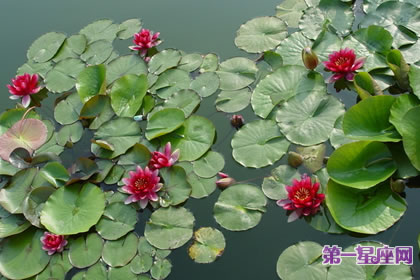 8月5日花语：睡莲，生日花语妖艳