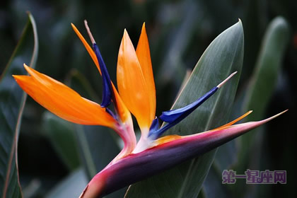 世界上什么花最漂亮？