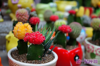 盘点什么花防辐射最好？