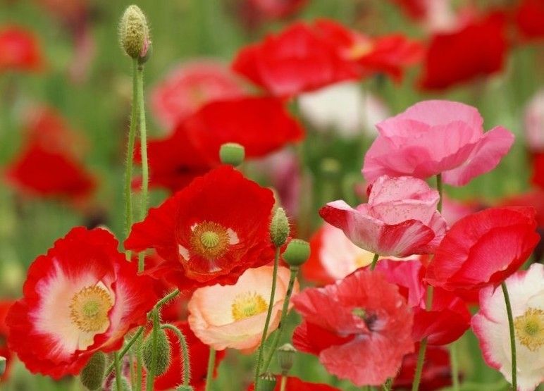 罂粟花