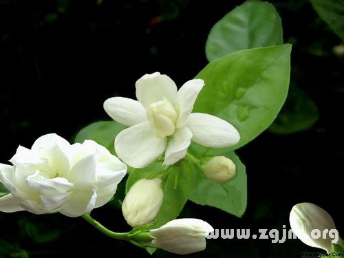 茉莉花的花语