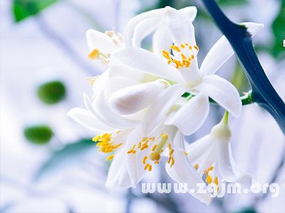柠檬花的花语