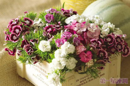 全面解析：送花礼仪常识大全