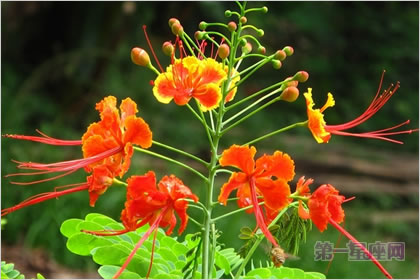 5月6日花语:金凤花,生日花语智能