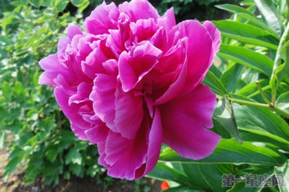 芍药的花语和象征代表意义