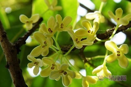 1月31生日花：山谷鸣，生日花语安慰