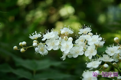 珍珠梅花语：友情、努力