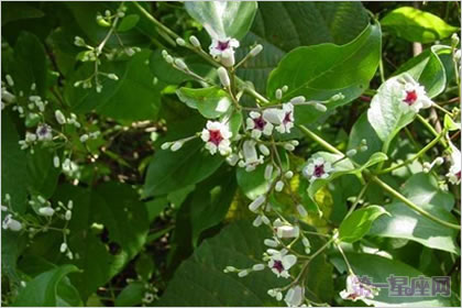 鸡矢藤的花语：末路之美