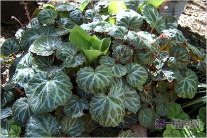 4月12日花语：虎耳草，生日花语持续