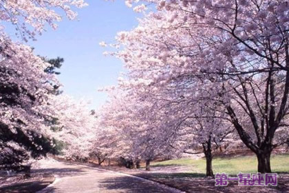 冬樱花花语：东方的神秘