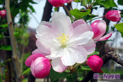 11月17日花语：苹果花，生日花语陷阱