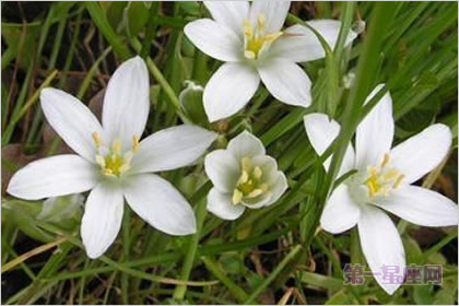 5月16日花语：大山慈菇，生日花语敏锐