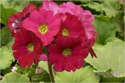 2月11生日花：红樱草，生日花语悲哀