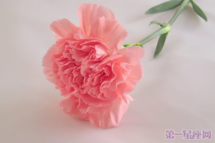 母亲节：康乃馨花语解析