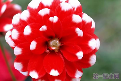 大丽花花语是什么