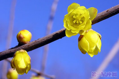 蜡梅的花语及象征意义