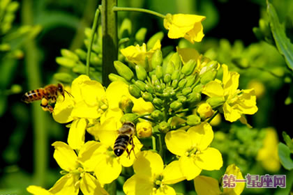 各种花的花语：油菜花的花语是什么？