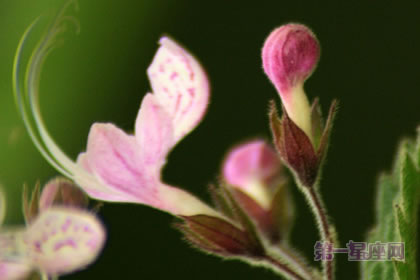 1月20日生日花：野荨麻花，生日花语残酷