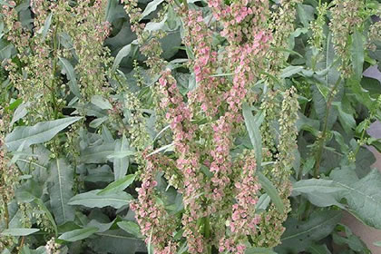 1月23日生日花：酸模，生日花语体贴