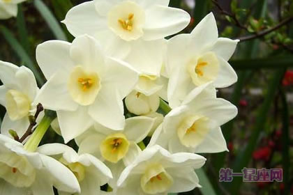 3月7日花语：野生水仙花，生日花语名誉