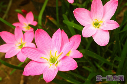 韭兰花语：坚强勇敢的面对