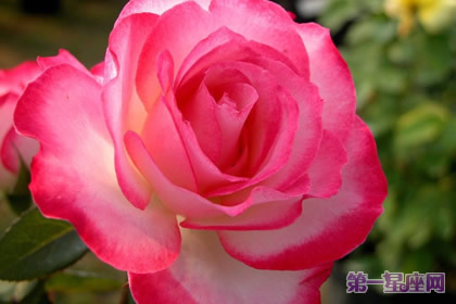 详解：三色月季象征着什么？