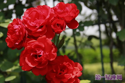 红色月季花语：是纯洁的爱吗？