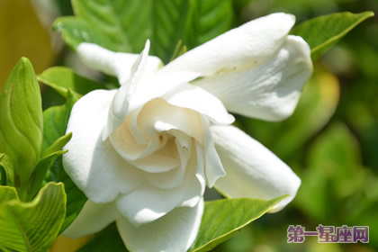 花语大全：春天花的花语