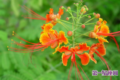 8月7日花语：金凤花，生日花语逃亡