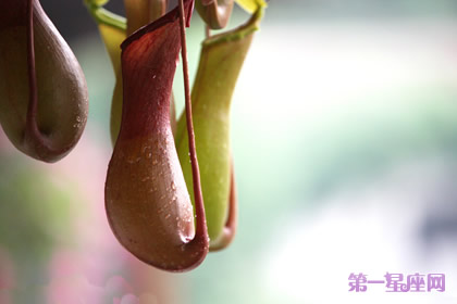 猪笼草的花语：财运亨通、财源广进