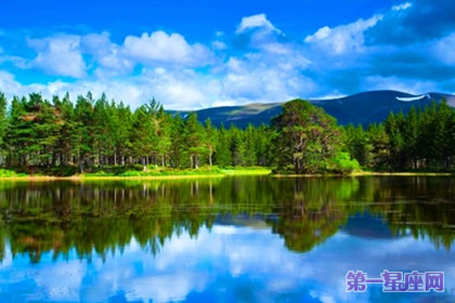 11月10日花语：苏格兰松，生日花语晚成