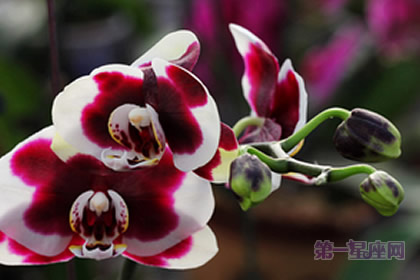 红心蝴蝶兰：鸿运当头、永结同心